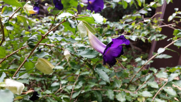 툰베르기아 - Kings mantle, Thunbergia erecta