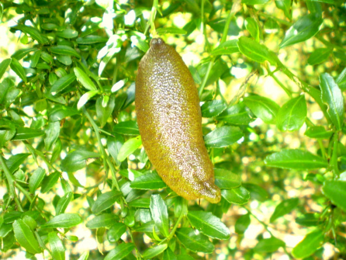 핑거라임 - finger lime, Citrus australasica