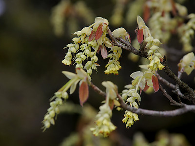 히어리 사진 - Corylopsis glabrescens Franch. & Sav. var. gotoana (Makino) T. Yamanaka Photos