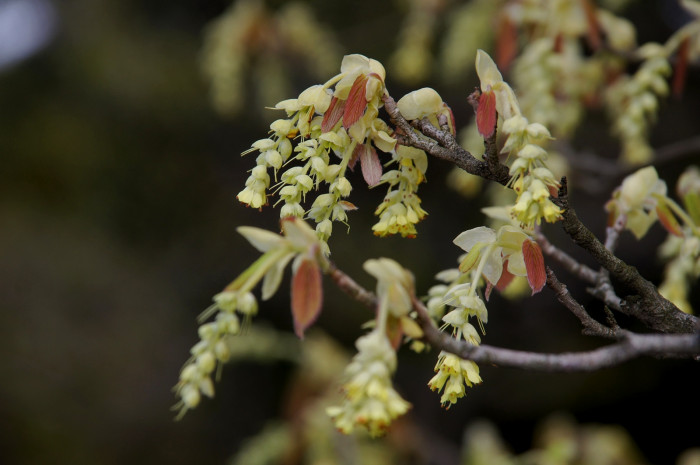 히어리 - Corylopsis glabrescens Franch. & Sav. var. gotoana (Makino) T. Yamanaka
