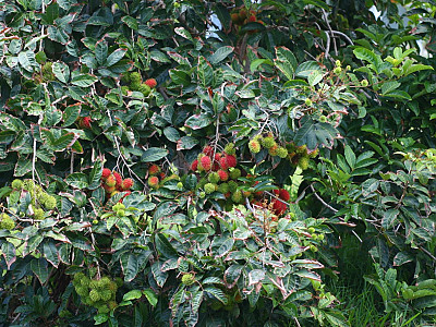 람부탄 사진 - Nephelium lappaceum Photos