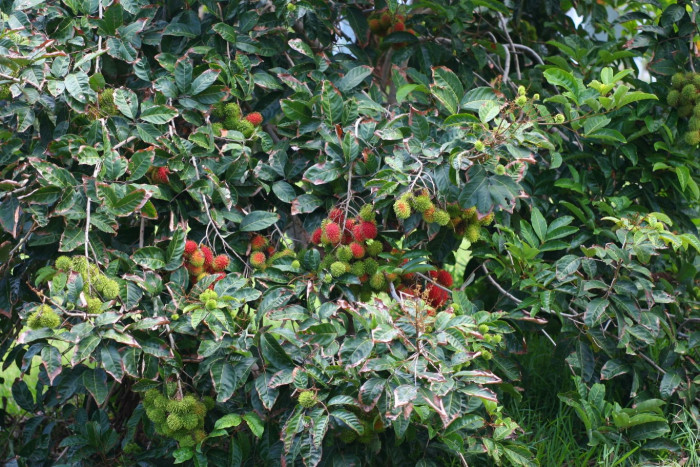 람부탄 - Rambutan, Nephelium lappaceum
