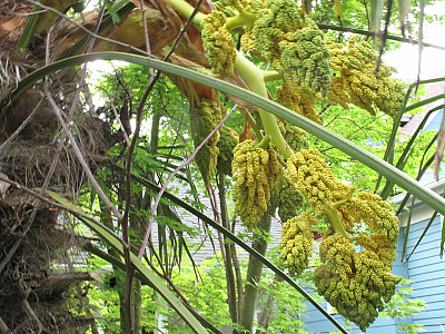 당종려 사진 - Trachycarpus fortunei Photos