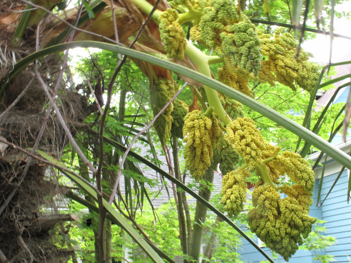 당종려 - Chinese windmill palm, windmill palm, Chusan palm, Trachycarpus fortunei