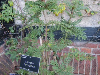 로마티아 페루기네아 사진 - Lomatia ferruginea Photos