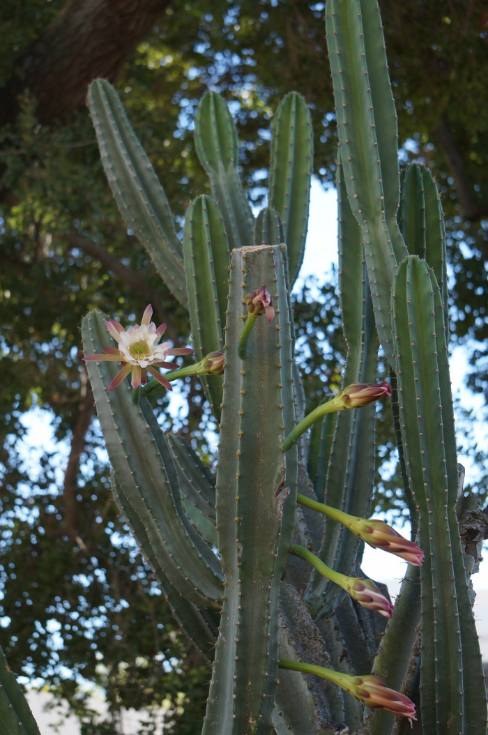 귀면각 - Peruvian apple, Apple cactus, Cereus peruvianus Mill.