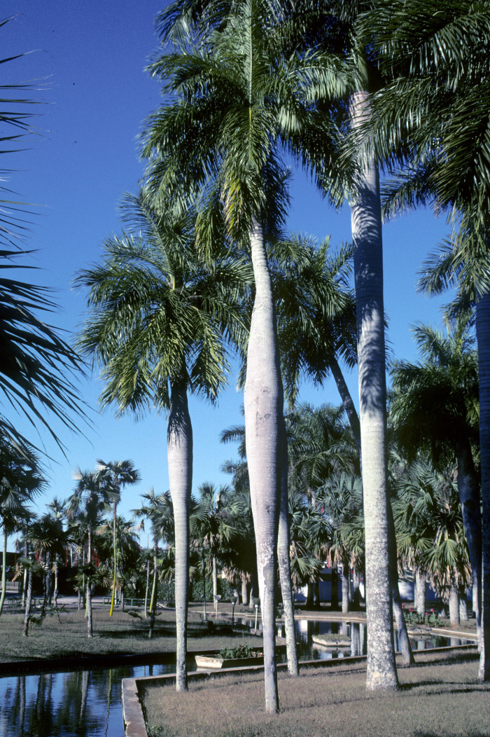 쿠바벨리 야자 - Cuban Belly Palm, Corojo palm, Gastrococos crispa, Acrocomia crispa