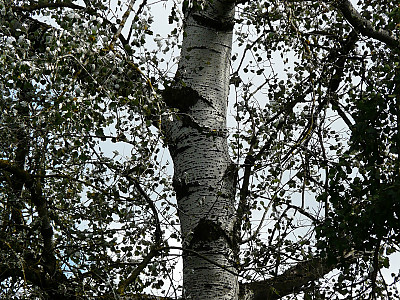 은사시나무 사진 - Populus alba X P. glandulosa Photos