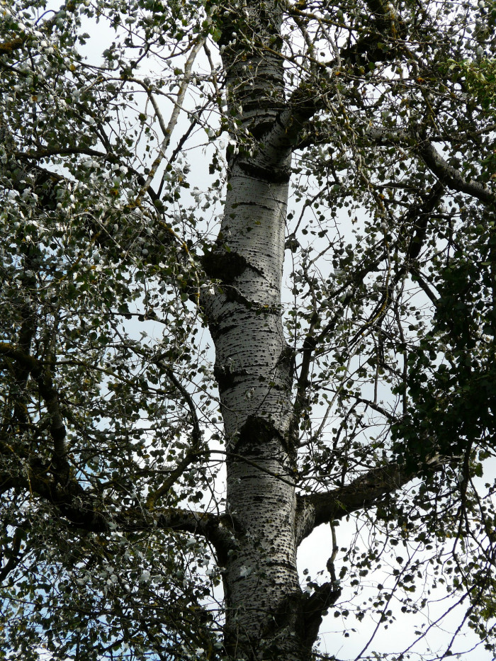 은사시나무 - Populus alba X P. glandulosa