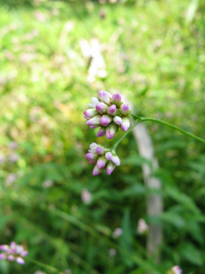 미꾸리낚시 - Persicaria sieboldii