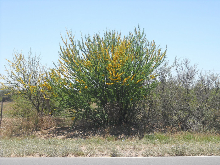 파킨소니아 프레이콕스 - Arbol brea, Parkinsonia praecox