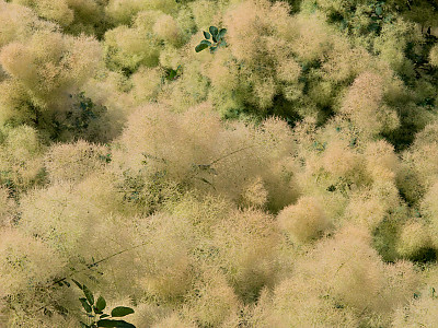 안개나무 사진 - Cotinus coggygria L. Photos