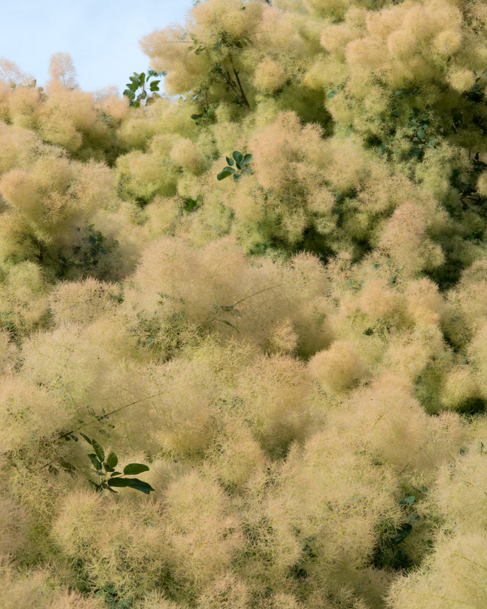 안개나무 - Smoke bush, Smoke tree, Cotinus coggygria L.