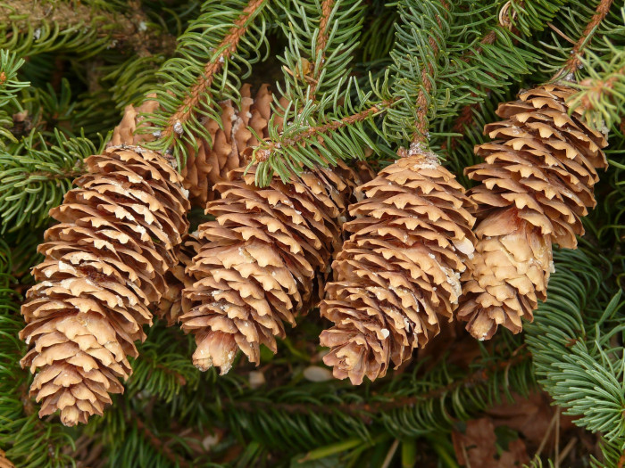 독일가문비 - Picea abies (L.) H.Karst.