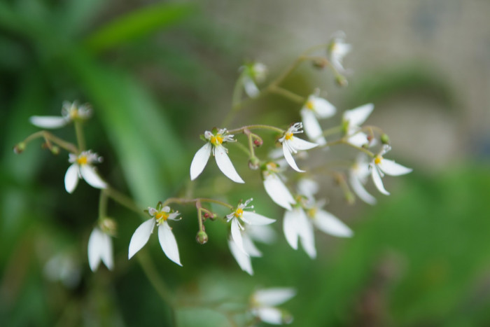 바위취 - Saxifraga stolonifera Meerb.
