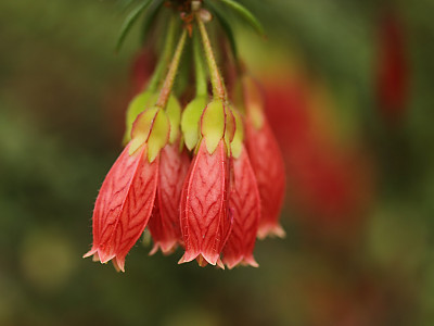 히말라야등불 사진 - Agapetes serpens Photos