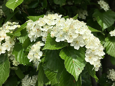 팥배나무 사진 - Sorbus alnifolia (Siebold & Zucc.) K.Koch Photos