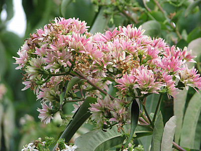 칠자화 사진 - Heptacodium miconioides Photos