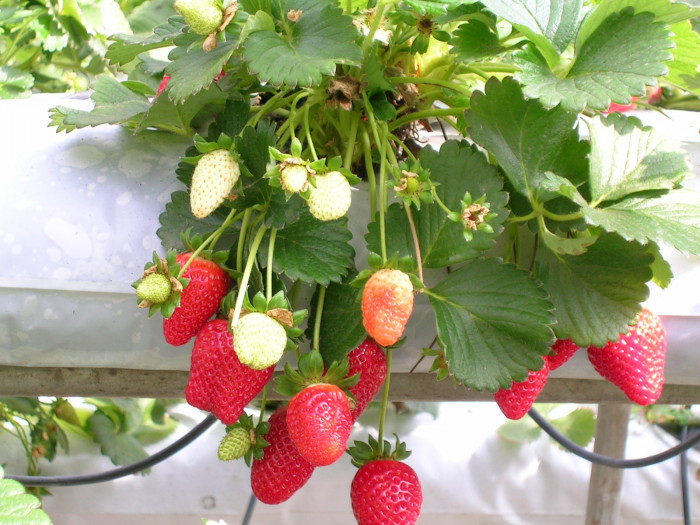 딸기 - Strawberries, Fragaria ananassa Duch.