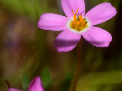 아기별꽃 사진 - Leptosiphon bicolor Photos