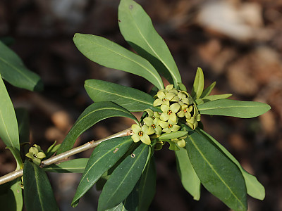 두메닥나무 사진 - Daphne pseudo mezereum var. koreana (Nakai) Hamaya Photos