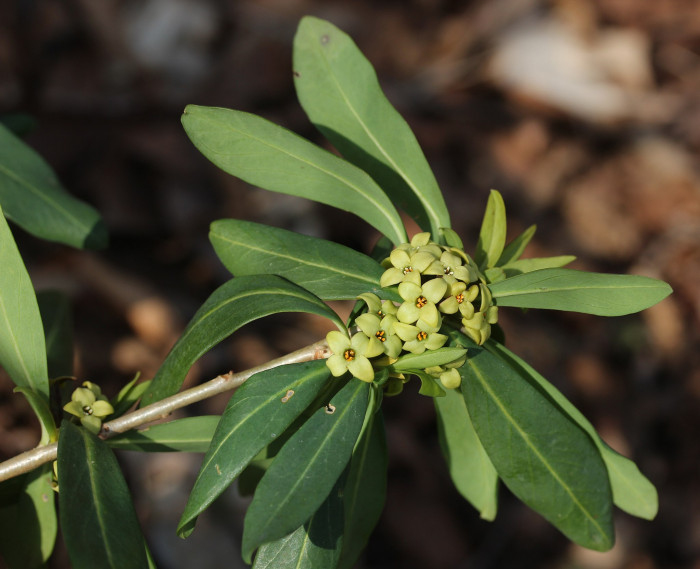 두메닥나무 - Daphne pseudo mezereum var. koreana (Nakai) Hamaya