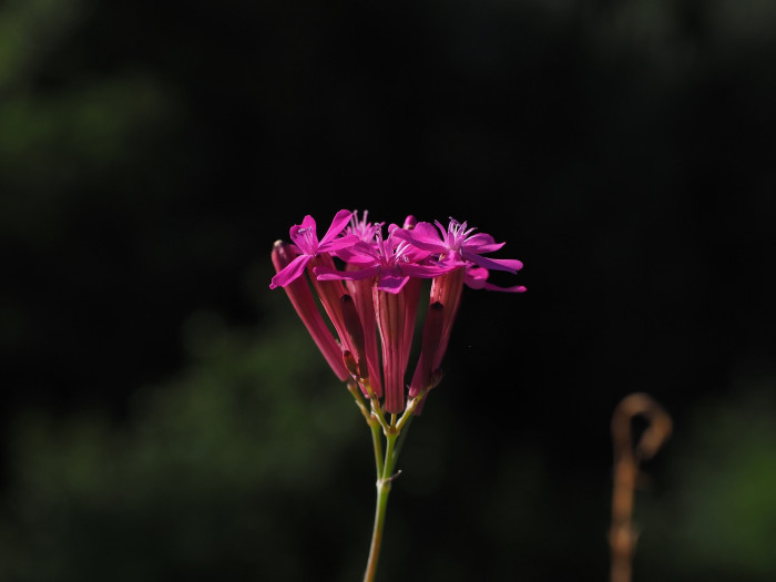 끈끈이대나물 - Silene armeria