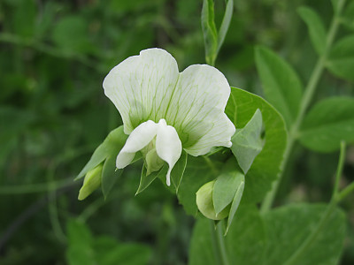 완두 사진 - Pisum sativum L. Photos