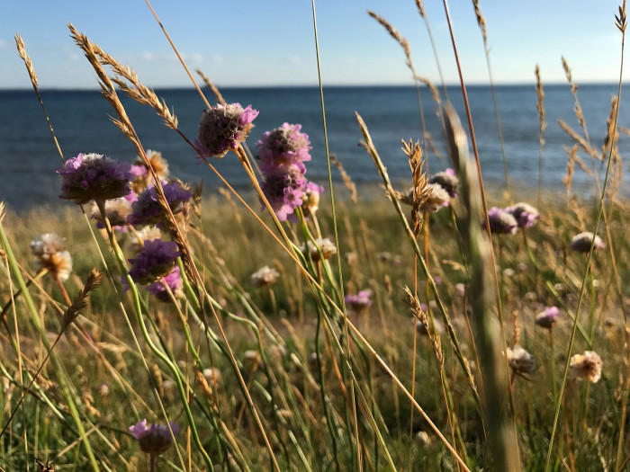 너도부추 - sea thrift, sea pink, Armeria maritima