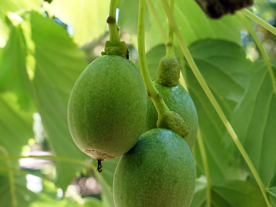 손수건나무 사진 - Davidia involucrata Photos