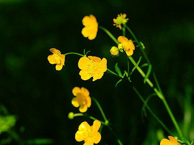 산미나리아재비 사진 - Ranunculus acris L. Photos