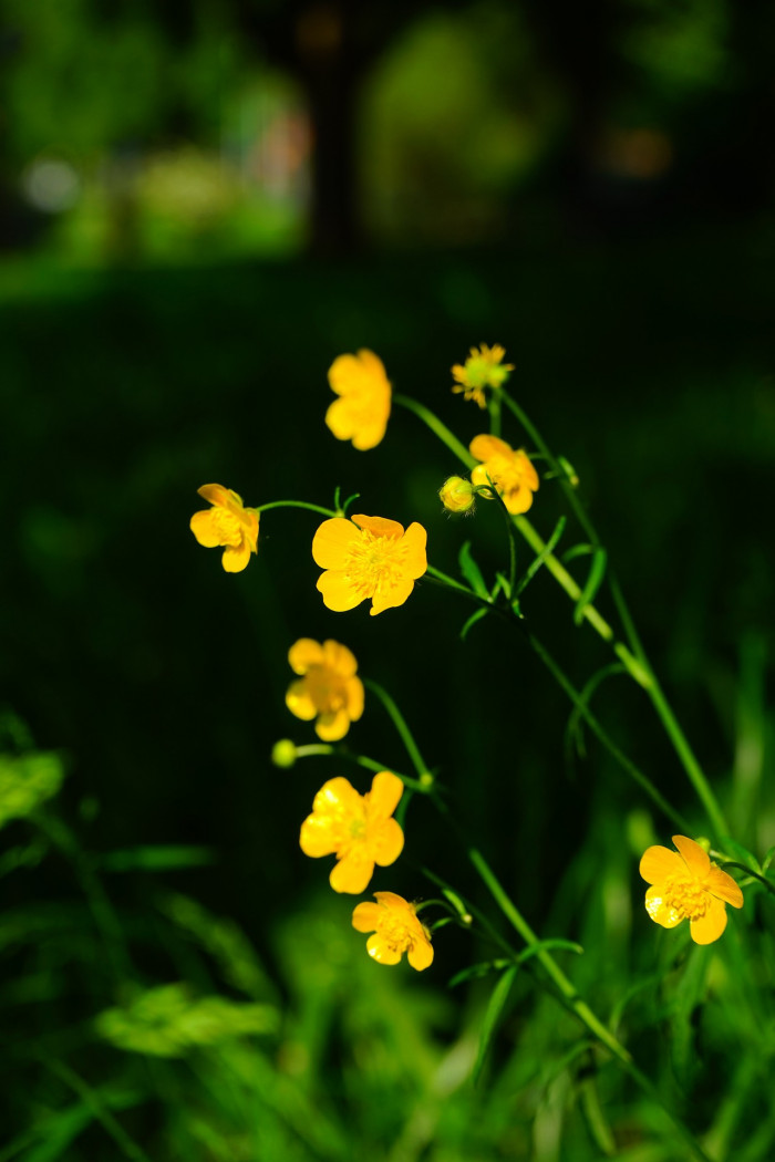 산미나리아재비 - Ranunculus acris L.