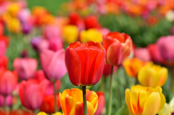 튤립 - Tulip, Tulipa gesneriana