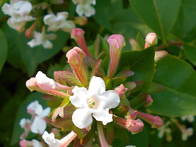댕강나무 사진 - Abelia mosanensis T.H.Chung ex Nakai Photos
