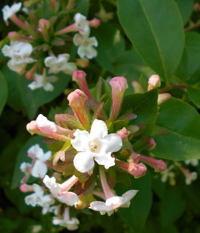댕강나무 - Abelia mosanensis T.H.Chung ex Nakai