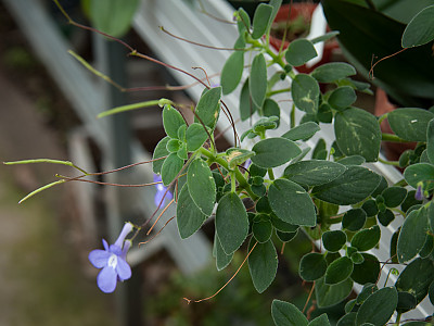삭소름 사진 - Streptocarpus saxorum Photos