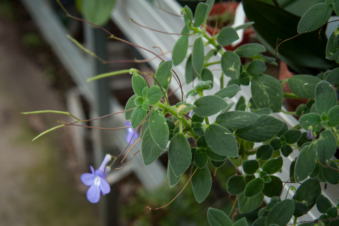 삭소름 - Violeta Pendente, Streptocarpus saxorum