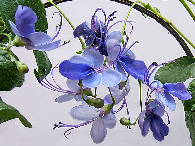나비꽃 사진 - Clerodendrum ugandense Photos