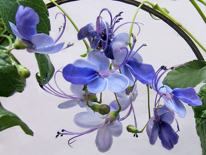 나비꽃 - Blue butterfly, Clerodendrum ugandense