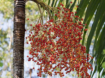 카펜타리야자 사진 - Carpentaria acuminata Photos