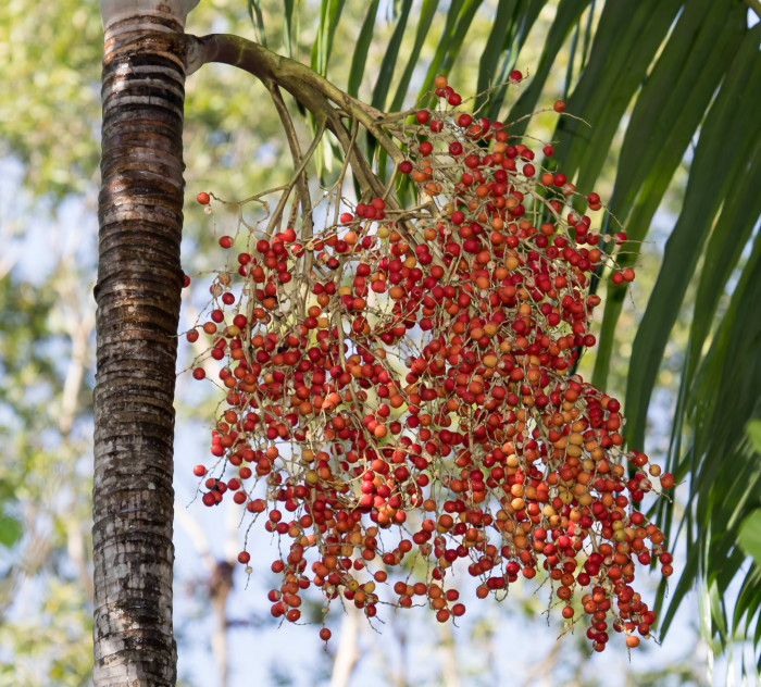 카펜타리야자 - Carpentaria palm, Carpentaria acuminata