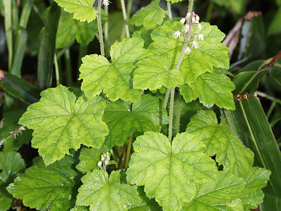 헐떡이풀 사진 - Tiarella polyphylla D.Don Photos