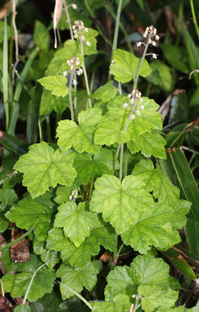 헐떡이풀 - Tiarella polyphylla D.Don