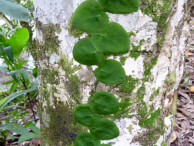 몬스테라 두비아 사진 - Monstera dubia Photos