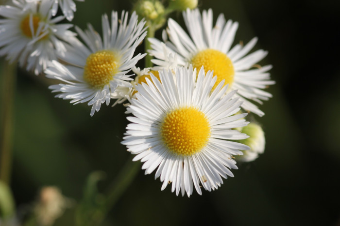 개망초 - Erigeron annuus
