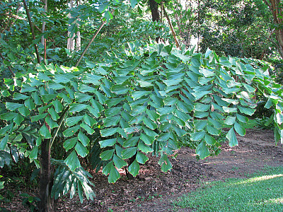물고기꼬리야자 사진 - Caryota gigas Photos