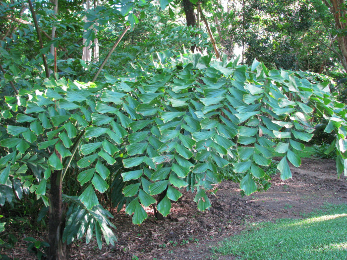 물고기꼬리야자 - Giant fishtail palm, Fishtail palms, Thai fishtail palm, Thai Giant Caryota, Caryota gigas