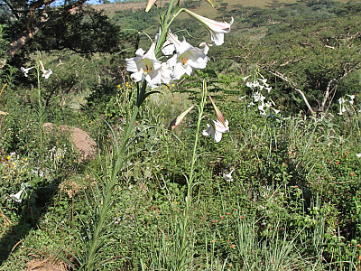 대만나리 사진 - Lilium formosanum Photos