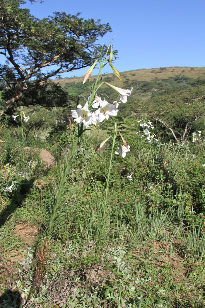 대만나리 - Formosa lily, Taiwanese lily, Lilium formosanum