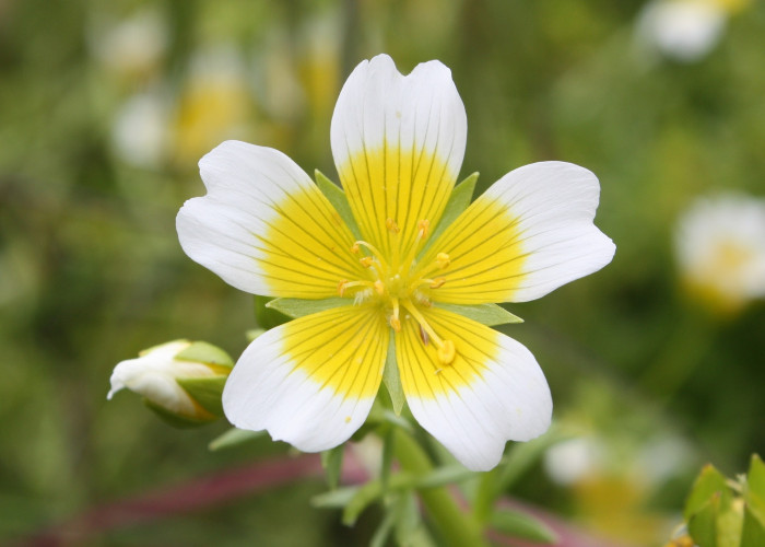 림난테스 - Poached Egg, Limnanthes douglasii